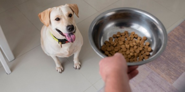 Cuándo hacer el cambio de alimento entre cachorro y adulto