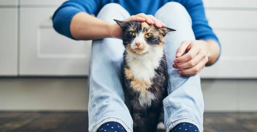 Gatos, sus cuidados y necesidades